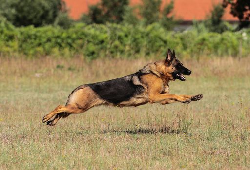 A German Shepherd dog running outdoors
