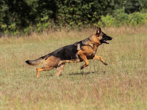 A closeup of a German Shepherd dog outdoors.