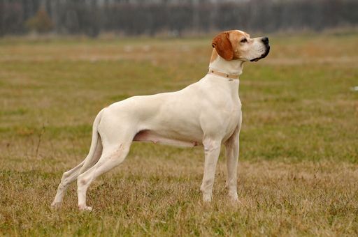 A cute german shorthaired pointer dog barking outdoors