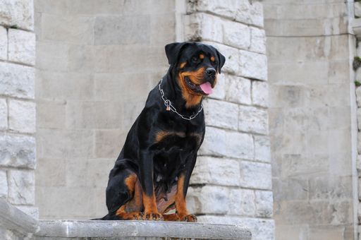 A purebred rottweiler dog with his tongue out