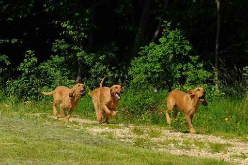 Three Segugio Italiano dogs running in the forest