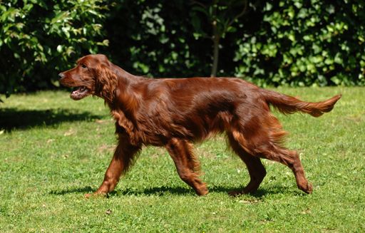 A closeup of Irish Setter walking outdoors.