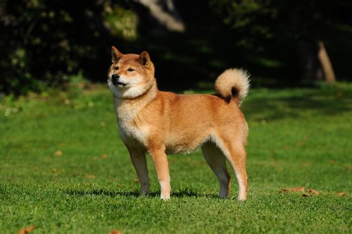 A closeup of a Shiba Inu outdoors. A breed of hunting dog from Japan.