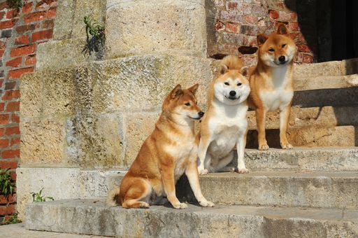 Three red Shiba puppies standing on the stairs