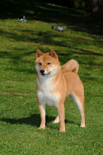 A vertical shot of a red Shiba dog standing on the lawn