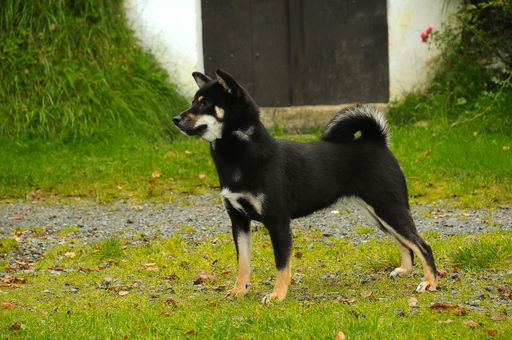 A black Shiba dog, a breed of Japanese origin