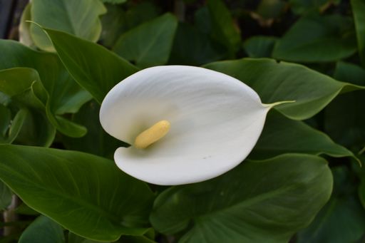 A closeup shot of a beautiful white Calla lily in the garden