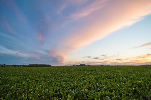 A beautiful view of green fields under the blue sky
