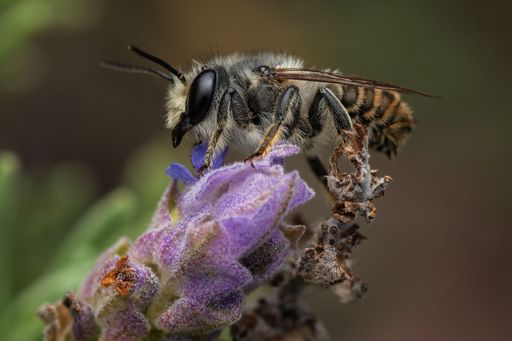 A close-up of a bee on a vibrant lavender flower with a soft-focus green background.