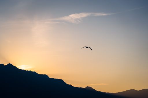 A single gull flying into the sunset with a mountain range in the background at the lake of Thun in the canton of Bern, Switzerland.