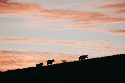 A silhouette shot of three cows on a hill under a pink sky
