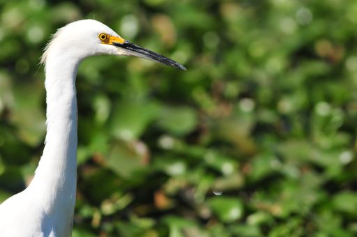 A closeup shot of a Great egret
