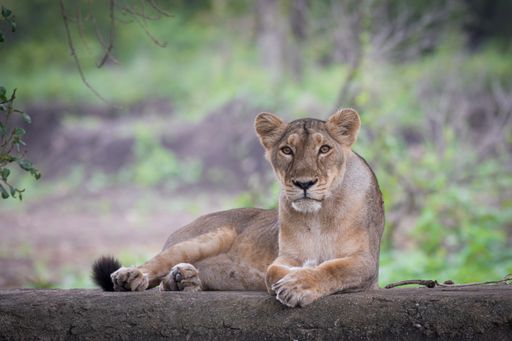 A female lion resting on a concrete surface in a zo