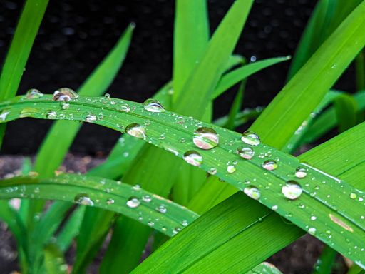 the grass with waterdrops on it