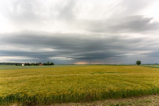 Vast wheat fields under a cloudy sky with a distant tree and farm buildings, possibly in Bavaria, Germany.