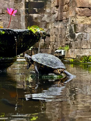 A turtle basking on a stone in a tranquil pond with a pink lotus and ancient stone wall, creating a serene natural scene.