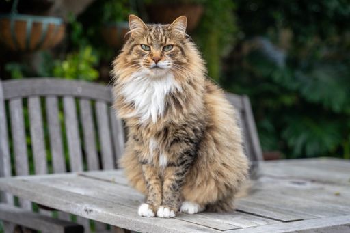 Maine Coon tabby cat with white chest on a wooden garden table surrounded by greenery