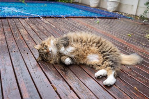 A playful Maine Coon cat lies on a wooden deck by the pool.