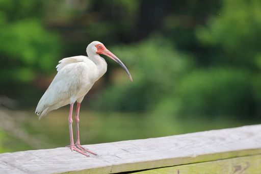 A white ibis with a red face and long beak perched on a wooden railing against a lush green blurred background.