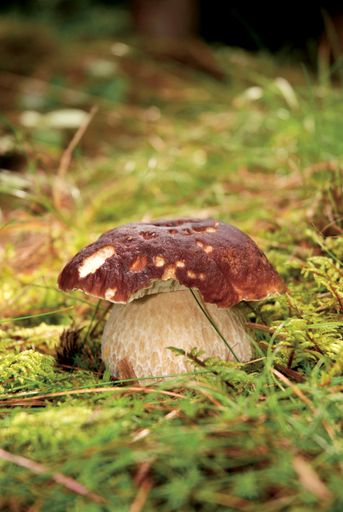 A vertical shot of edible and tasty Boletus edulis mushroom - "penny bun" - growing in the forest.