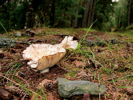 A close-up shot of large inedible milk-agaric mushrooms (Lactarius vellereus) in the forest.
