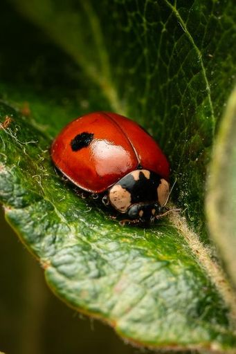 A close-up of a vibrant red ladybug resting on a green leaf, showcasing its detailed spots and glossy shell.