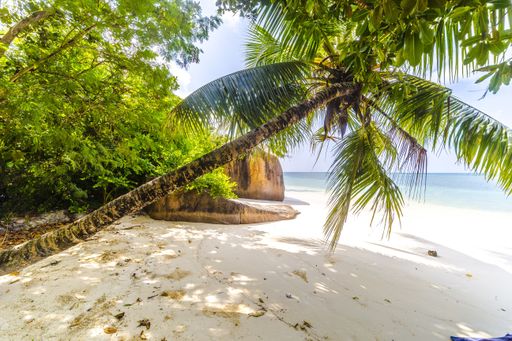 A palm tree at a beach surrounded by greenery and the sea under the sunlight in Praslin in Seychelles
