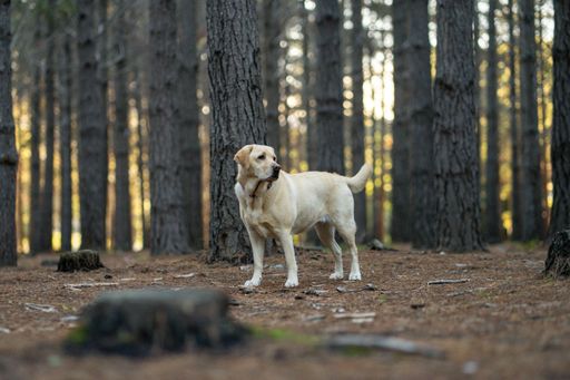 A Labrador retriever stands in a serene forest during sunset, surrounded by tall trees.