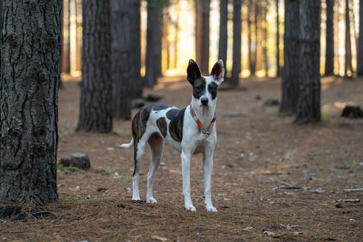 A dog with a colorful collar stands alert in a sunlit forest, surrounded by tall trees and a carpet of pine needles.