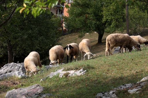 A herd of white sheep grazes on a fenced pasture