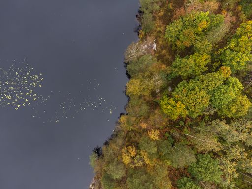 Drone nature photography taken from above in Sweden in fall time. Bird's eye view of a lake with trees in autumn colors. Copy space and place for text