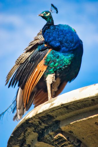 A majestic peacock atop the Fountain of Fame in the Public Garden of Campo Grande, Valladolid, Spain