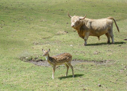 A high angle shot of a bull and an antelope in an open field under sunlight