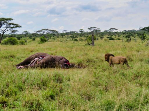 A lion hunting for a dead elephant in the savannah in Serengeti, Africa