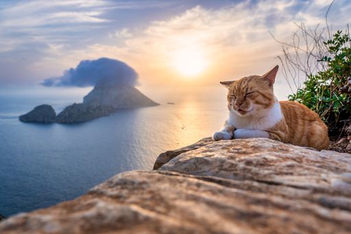An adorable sleepy ginger cat relaxing in the sea background at sunset, Es Vedra, Ibiza