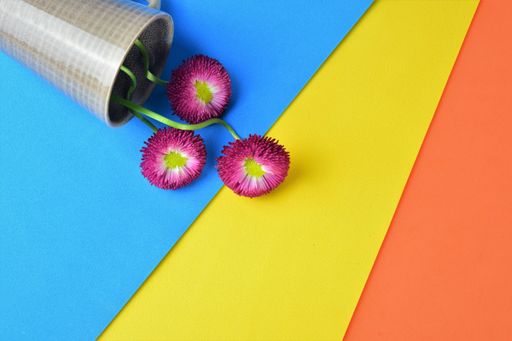 A top view of a blossomed beautiful pink daisies on the colorful surface with space for text