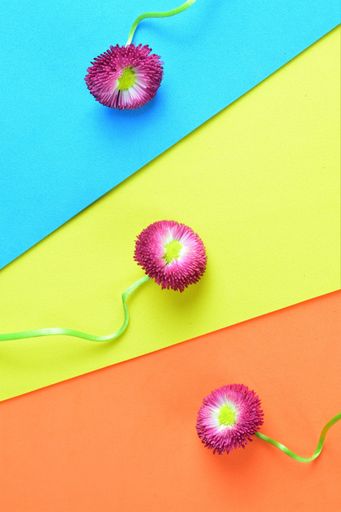 A top view of a blossomed beautiful pink daisies on the colorful surface with space for text