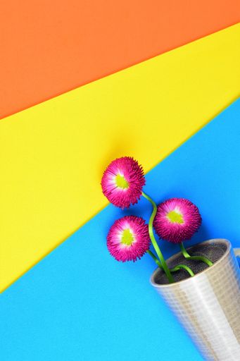 Top view of a blossomed beautiful pink daisies on the colorful surface with space for text