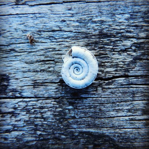 A closeup shot of a white snail shell on a wooden surfac