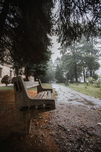A vertical shot of an old empty wooden branch in the park surrounded by trees on a rainy day
