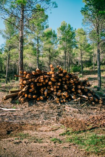 A stack of wood logs in a forest