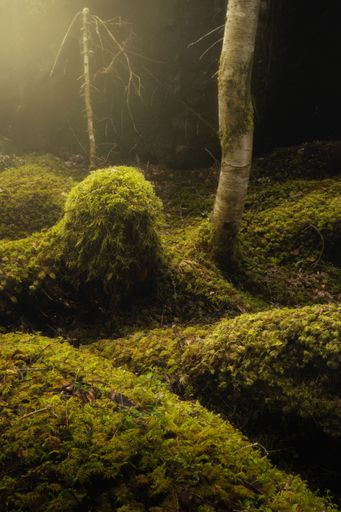 A beautiful view of trees and plants in a forest