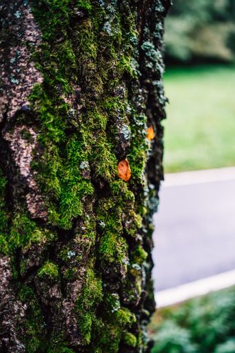A vertical shot of a mossy rough dry weathered tree bark texture