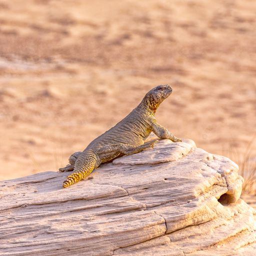 A closeup shot of a Spiny Tailed Lizard called  Arabian Black Head Desert sitting on the stone