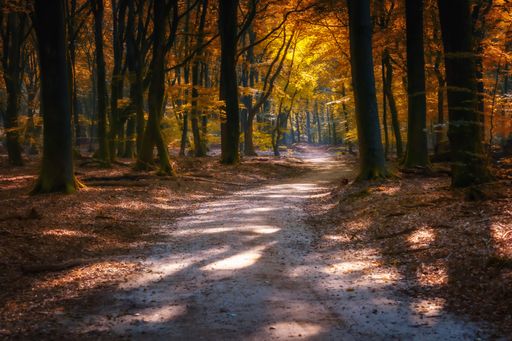 A gravel road through sunny green forest illuminated with misty sunbeams through the treetops