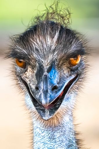 Close-up of an emu with bright orange eyes and detailed feathers, showcasing its unique features against a blurred background.
