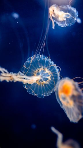 Wild jellyfish in huge aquarium in Prague