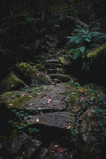 A vertical shot of big stones covered with moss in the jungle, in La Garrotxa, Catalonia, Spain