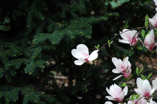 Beautiful pink Magnolia flowers grown in the park