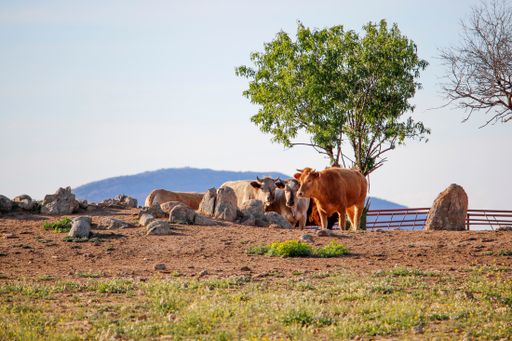 A group of cows on a farm with rocks and trees